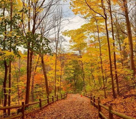 Fall Colours Trip to Evergreen Brick Works
